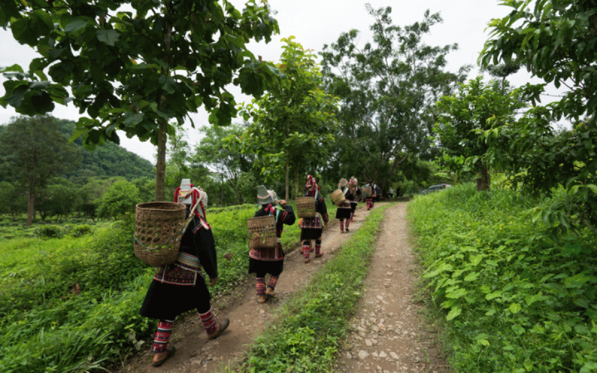 Viagem na Tailândia de Chiang Rai a Chiang Mai em 7 Dias